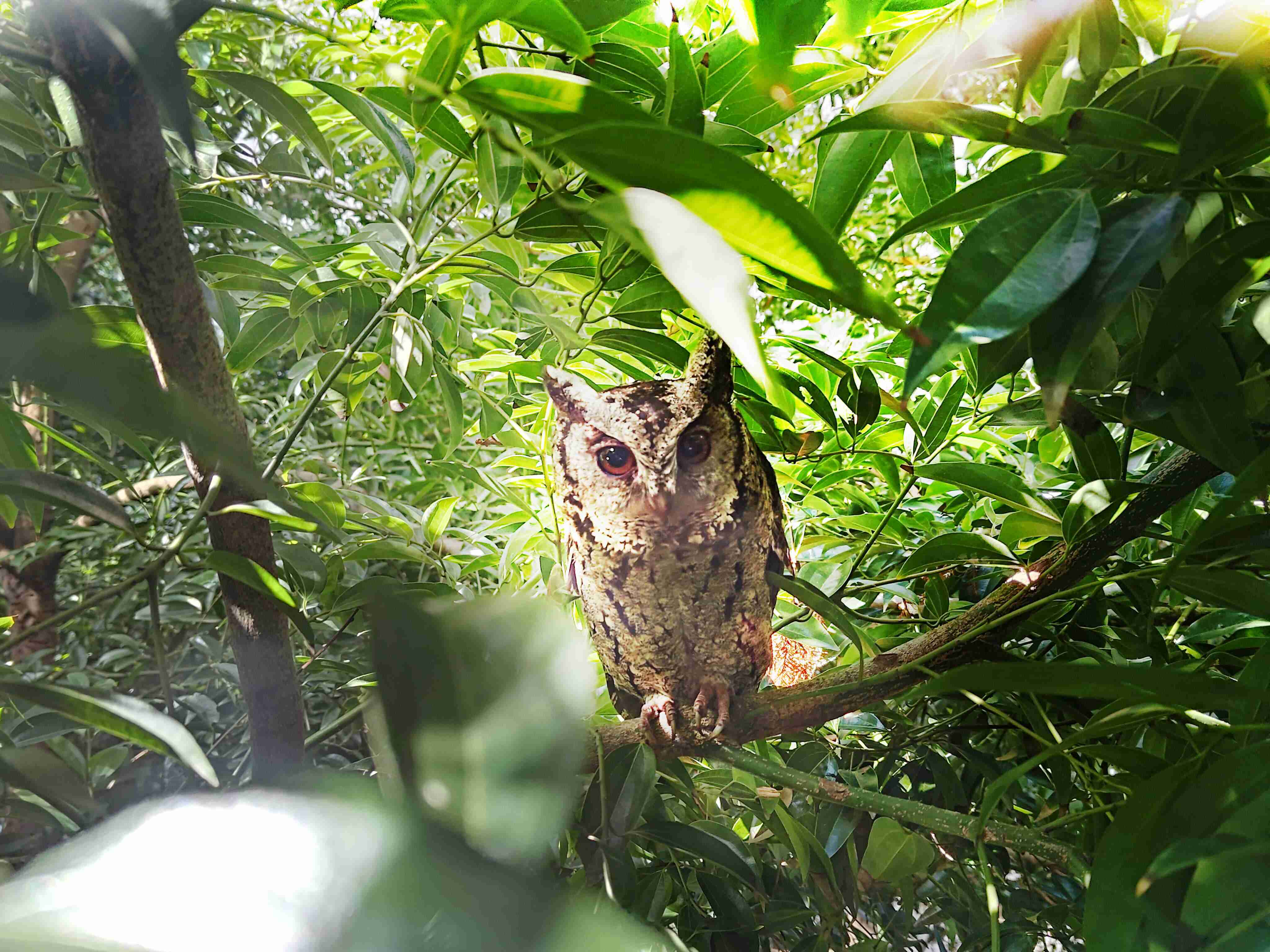 尊龙集团致力提倡净零绿生活，，，16年以来在全球各厂区植树逾百万棵，，造就各厂区树木蔚然成林，，犹如森林工厂，，成为许多生物的栖息地